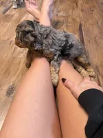 Mini aussidoodle, a male Miniature Aussiedoodle for sale in Lakeville, MN – 4 of 4