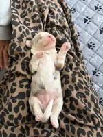 Mini aussidoodle, a male Miniature Aussiedoodle for sale in Lakeville, MN – 4 of 4