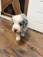 Mini aussidoodle, a male Miniature Aussiedoodle for sale in Lakeville, MN – 3 of 4