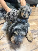 Mini aussidoodle, a male Miniature Aussiedoodle for sale in Lakeville, MN – 3 of 4