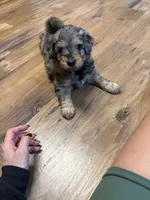Mini aussidoodle, a male Miniature Aussiedoodle for sale in Lakeville, MN – 2 of 4