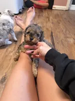 Mini aussidoodle, a male Miniature Aussiedoodle for sale in Lakeville, MN – 2 of 4