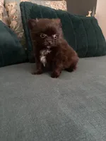 Grizzly , a male Pomeranian for sale in Visalia, CA – 3 of 3