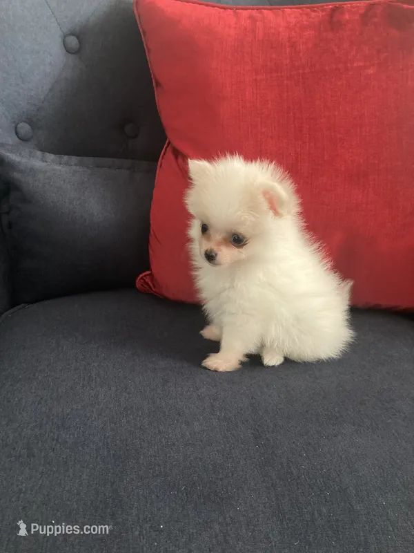 Louie – Pomeranian puppy for sale in Visalia, CA