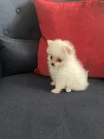 Louie, a male Pomeranian for sale in Visalia, CA – 1 of 2