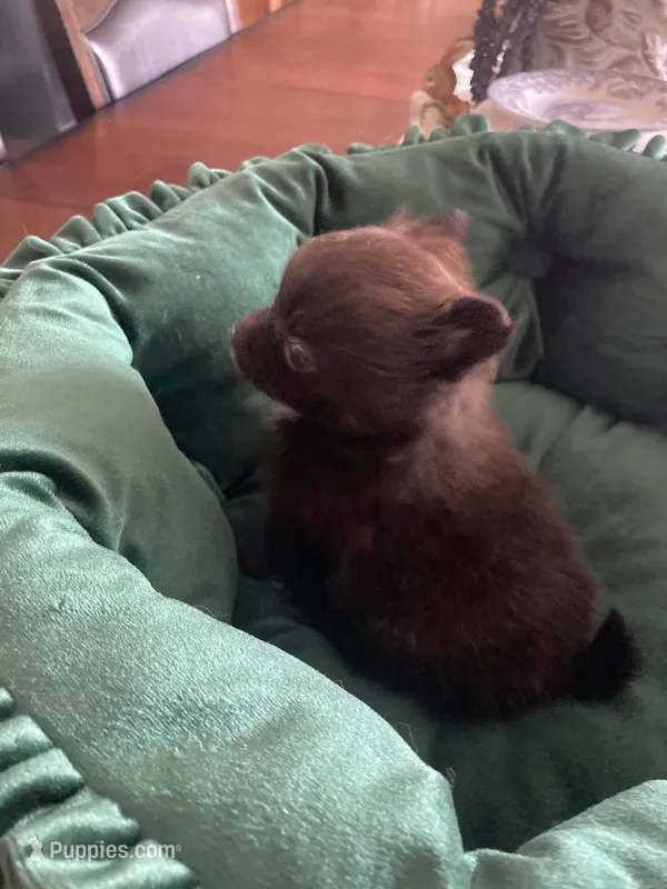 Grizzly  – Pomeranian puppy for sale in Visalia, CA