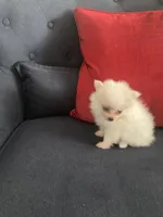 Louie, a male Pomeranian for sale in Visalia, CA – 2 of 2