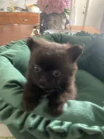Grizzly , a male Pomeranian for sale in Visalia, CA – 2 of 3