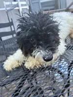 Ava, a female Poodle - Miniature  for sale in Pelham, NC – 4 of 4
