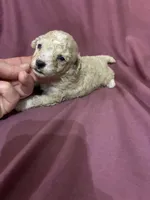 Juliet, a female Poodle - Toy  for sale in Pelham, NC – 4 of 4