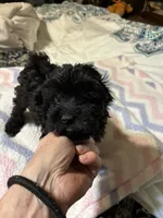 Beauty, a female Poodle - Toy  for sale in Pelham, NC – 2 of 4