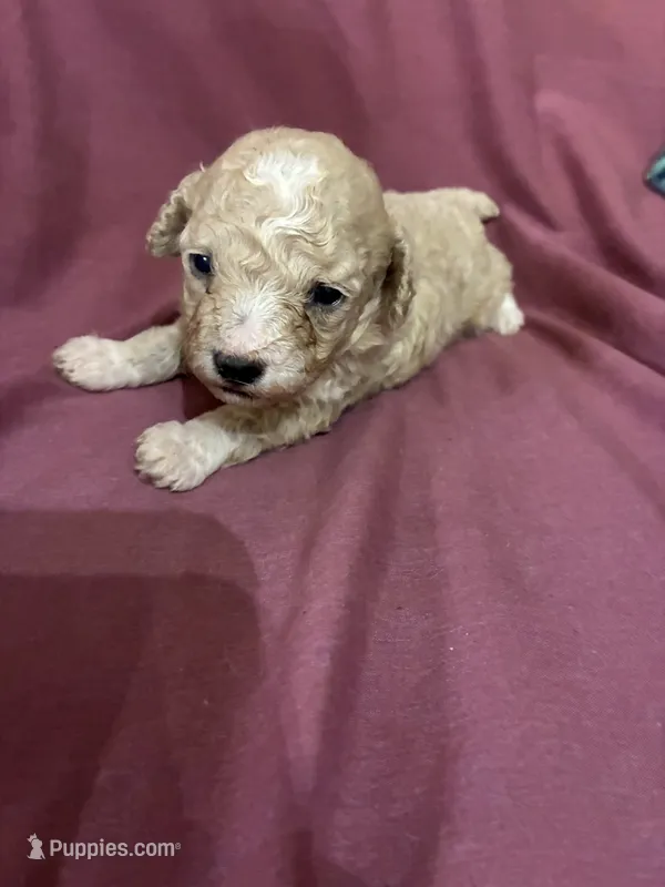 Juliet – Poodle - Toy  puppy for sale in Pelham, NC