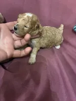 Princess, a female Poodle - Toy  for sale in Pelham, NC – 4 of 4