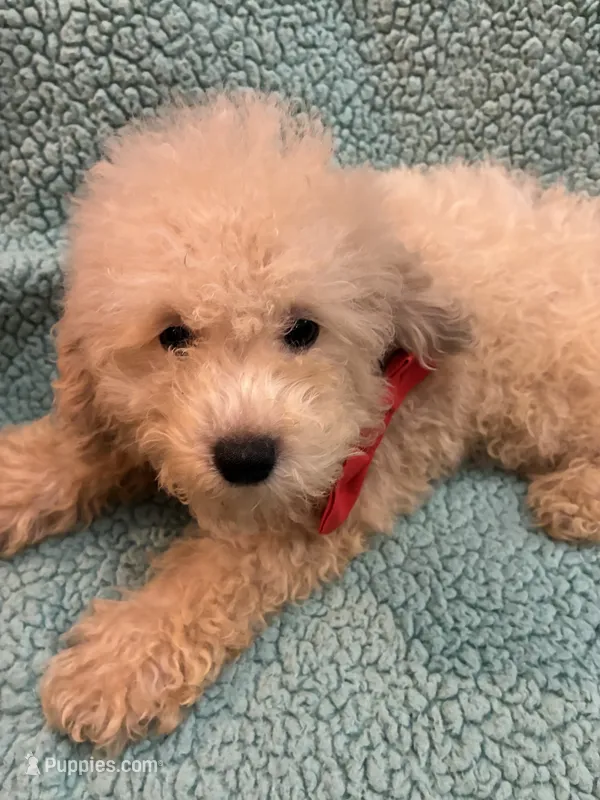 Cotton – Poodle - Toy  puppy for sale in Pelham, NC