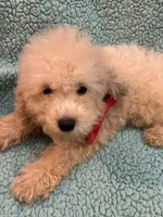Cotton, a male Poodle - Toy  for sale in Pelham, NC – 1 of 3