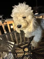 Shane, a male Poodle - Miniature  for sale in Pelham, NC – 2 of 3