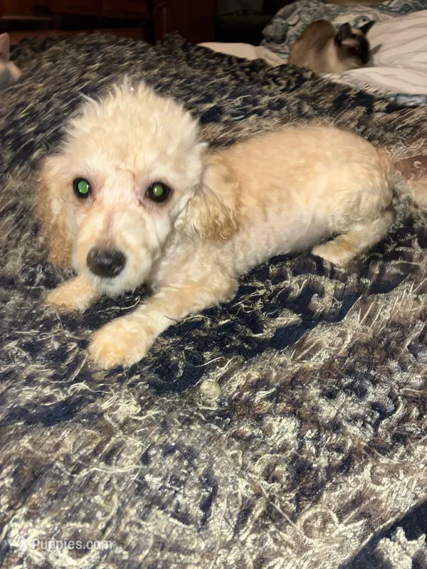 FiFi – Poodle - Toy  puppy for sale in Pelham, NC