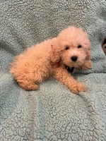 Cotton, a male Poodle - Toy  for sale in Pelham, NC – 2 of 3