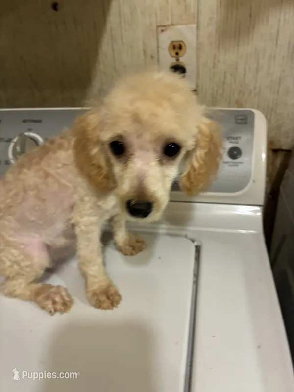 Gary – Poodle - Toy  puppy for sale in Pelham, NC