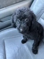 Chevy, a male Poodle - Toy  for sale in Pelham, NC – 2 of 3