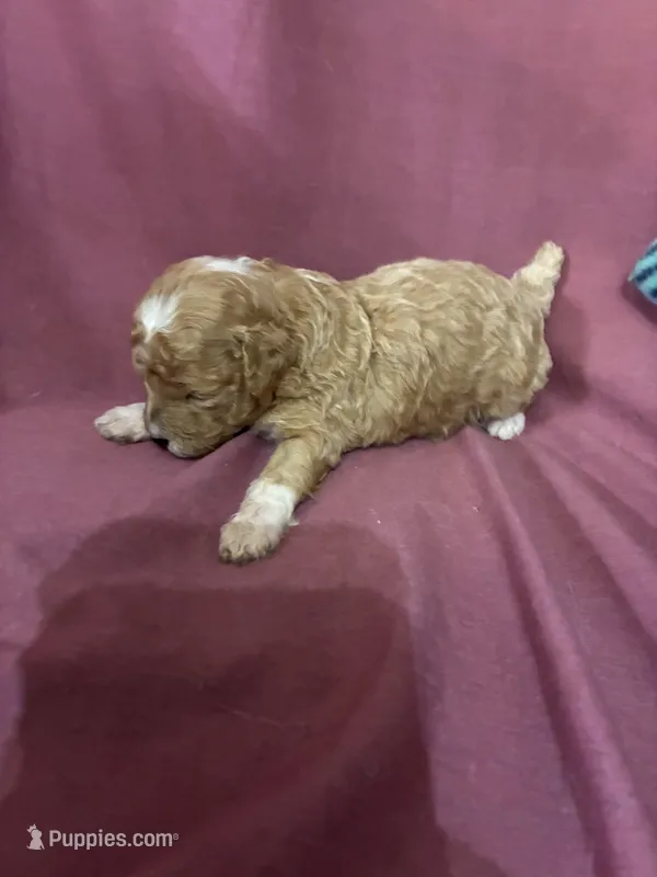 Princess – Poodle - Toy  puppy for sale in Pelham, NC