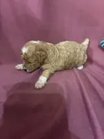 Princess, a female Poodle - Toy  for sale in Pelham, NC – 1 of 4