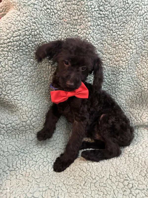 Shadow – Poodle - Toy  puppy for sale in Pelham, NC