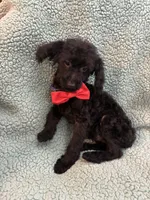Shadow, a male Poodle - Toy  for sale in Pelham, NC – 1 of 3