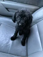Chevy, a male Poodle - Toy  for sale in Pelham, NC – 3 of 3