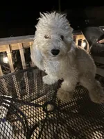 Shane, a male Poodle - Miniature  for sale in Pelham, NC – 1 of 3