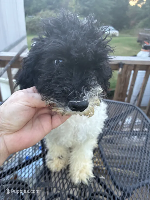 Ava – Poodle - Miniature  puppy for sale in Pelham, NC