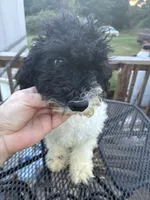 Ava, a female Poodle - Miniature  for sale in Pelham, NC – 1 of 4