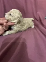 Juliet, a female Poodle - Toy  for sale in Pelham, NC – 3 of 4