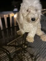 Shane, a male Poodle - Miniature  for sale in Pelham, NC – 3 of 3