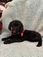 Shadow, a male Poodle - Toy  for sale in Pelham, NC – 3 of 3