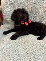 Shadow, a male Poodle - Toy  for sale in Pelham, NC – 2 of 3
