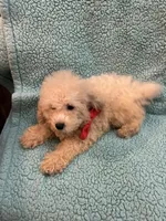 Cotton, a male Poodle - Toy  for sale in Pelham, NC – 3 of 3