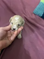 Juliet, a female Poodle - Toy  for sale in Pelham, NC – 2 of 4