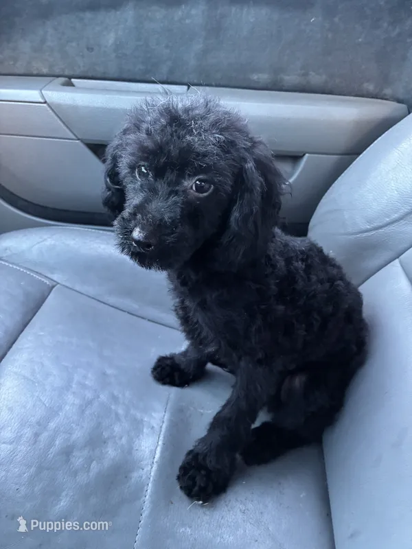 Chevy – Poodle - Toy  puppy for sale in Pelham, NC