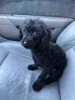 Chevy, a male Poodle - Toy  for sale in Pelham, NC – 1 of 3