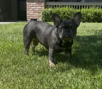 Baby girl (no name) , a female French Bulldog for sale in Modesto, CA – 4 of 5