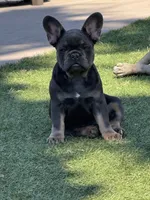 Baby girl (no name) , a female French Bulldog for sale in Modesto, CA – 5 of 5