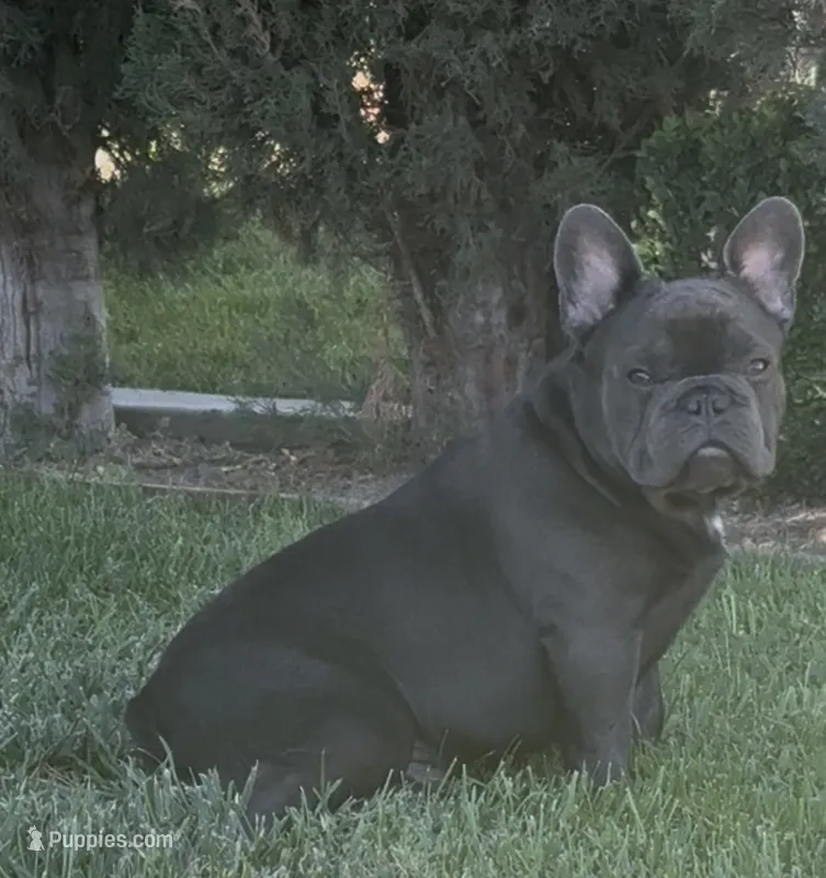 No name (Blue male frenchie)  – French Bulldog puppy for sale in Modesto, CA