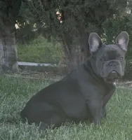 No name (Blue male frenchie) , a male French Bulldog for sale in Modesto, CA – 1 of 4