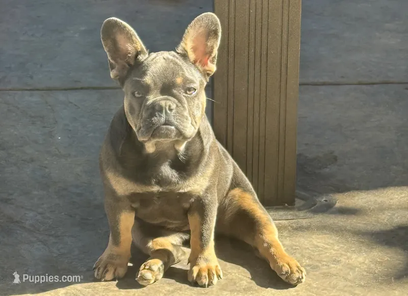 Baby girl (no name)  – French Bulldog puppy for sale in Modesto, CA