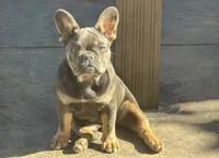 Baby girl (no name) , a female French Bulldog for sale in Modesto, CA – 1 of 5