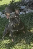 Baby girl (no name) , a female French Bulldog for sale in Modesto, CA – 3 of 5
