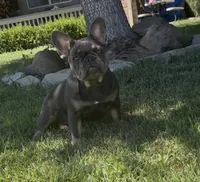 Baby girl (no name) , a female French Bulldog for sale in Modesto, CA – 2 of 5