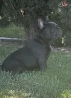 No name (Blue male frenchie) , a male French Bulldog for sale in Modesto, CA – 2 of 4