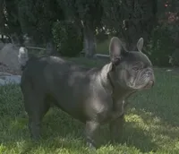 No name (Blue male frenchie) , a male French Bulldog for sale in Modesto, CA – 4 of 4